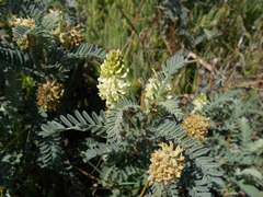 Astragalus pycnostachyus