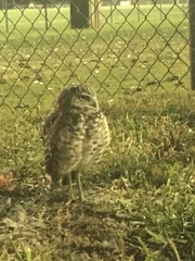 Athene cunicularia floridana