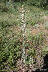 Thelypodium crispum