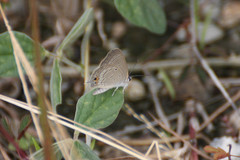 Euchrysops cnejus