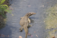 Varanus salvator macromaculatus