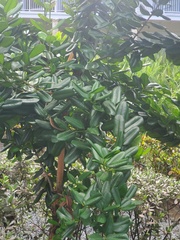 Pimenta racemosa