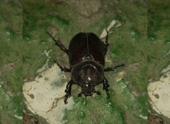 Phyllognathus excavatus