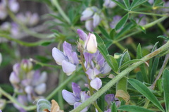 Lupinus rivularis