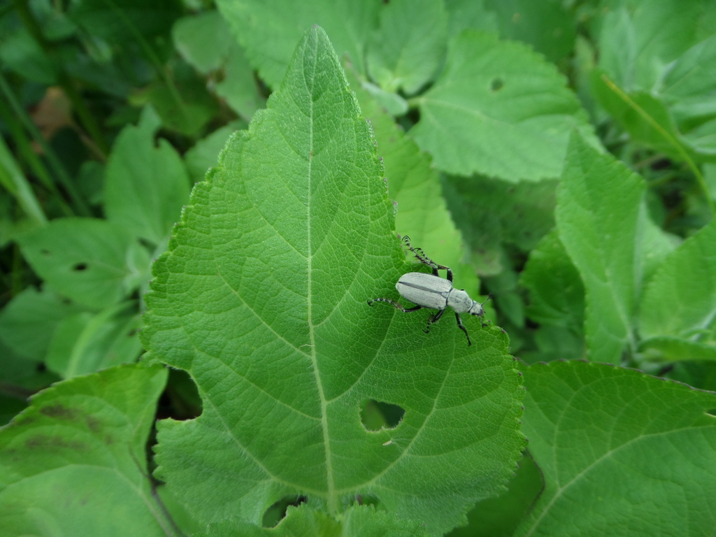 Macrodactylus nigripes