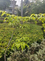 Pterocarpus officinalis