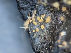 Lasiobolus intermedius