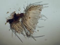 Lasiobolus intermedius