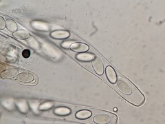 Lasiobolus intermedius