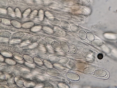 Lasiobolus intermedius