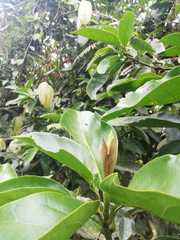 Magnolia polyhypsophylla