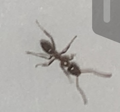 Linepithema humile