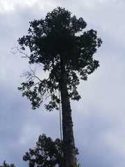 Magnolia polyhypsophylla