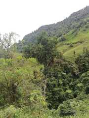 Magnolia polyhypsophylla