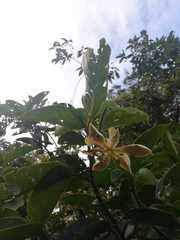 Magnolia polyhypsophylla