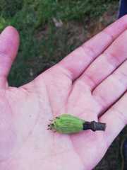 Magnolia polyhypsophylla