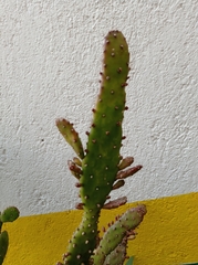 Opuntia cochenillifera