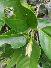 Magnolia polyhypsophylla