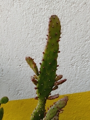 Opuntia cochenillifera
