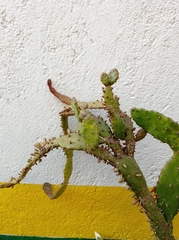 Opuntia cochenillifera