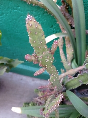 Opuntia cochenillifera