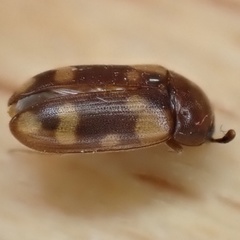 Mycetophagus