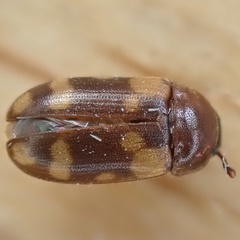 Mycetophagus