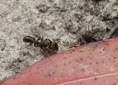 Rhytidoponera tasmaniensis