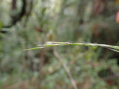 Triniochloa stipoides