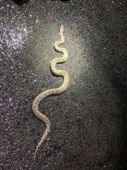 Eastern Childrens Python photo 3