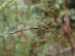 Triniochloa stipoides