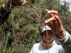 Triniochloa stipoides