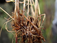 Triniochloa stipoides