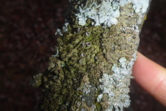 Physconia leucoleiptes