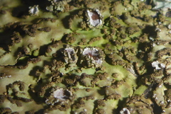 Physconia leucoleiptes