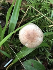 Agaricus diminutivus