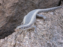 Western Giant Plated Lizard photo 3