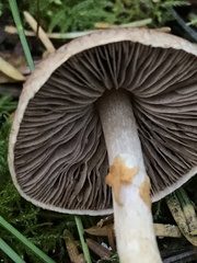 Agaricus diminutivus