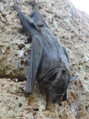 Phyllostomus hastatus