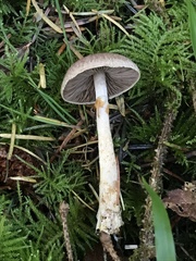 Agaricus diminutivus