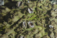 Physconia leucoleiptes