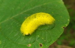 Apatelodidae