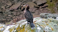 Phalacrocorax carbo image