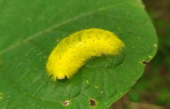 Apatelodidae