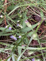 Symphyotrichum simmondsii