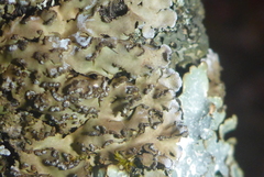 Physconia leucoleiptes