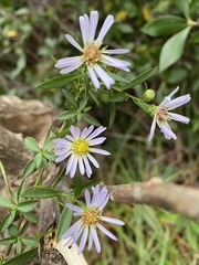 Symphyotrichum simmondsii