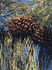 Pinus sabiniana