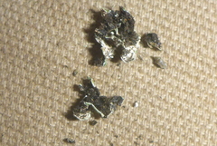 Physconia leucoleiptes