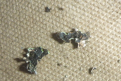 Physconia leucoleiptes